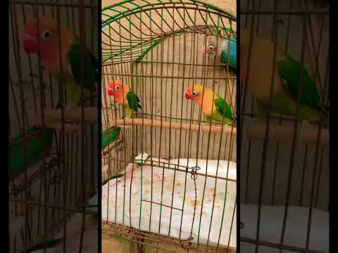 Lovebirds mutation #birds #handtameparrot #lovebirds #talkingparrot