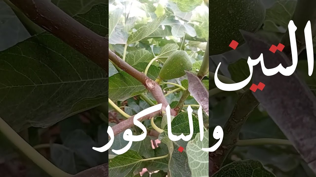 تعرف على الفرق بين 