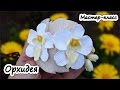 Орхидея из полимерной глины * Мастер-класс по лепке* Цветы из пластики*