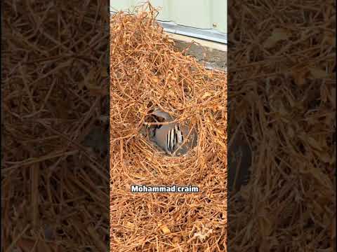 عش الحجل بيض الحجل سهل كفركنا وطرعان