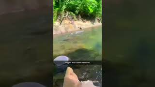 Goodbye Adam! #trynottolaugh #funny #pets #funny #hilarious #reels #funnyshorts