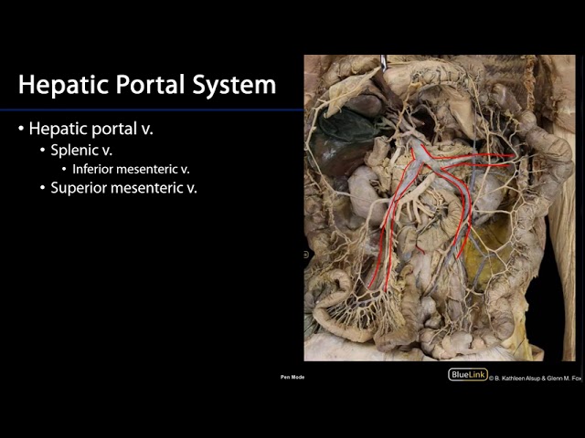 Hepatic Portal System