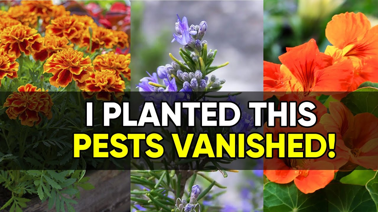 These 10 Plants Protect Your Garden Without Chemicals!