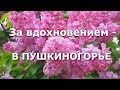 За вдохновением - в Пушкиногорье