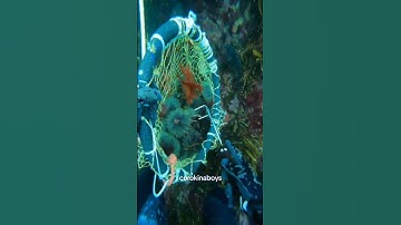 Army of Crabs Protect Spy Robot From Stingray | Spy In The Ocean #primitivedecor