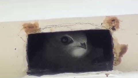 Swift chick before fledging 27th July 2019