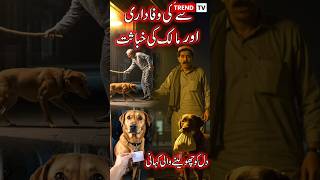 Kutty Ki Wafadari Aur Malik Ki Khabasat | Story | Shorts