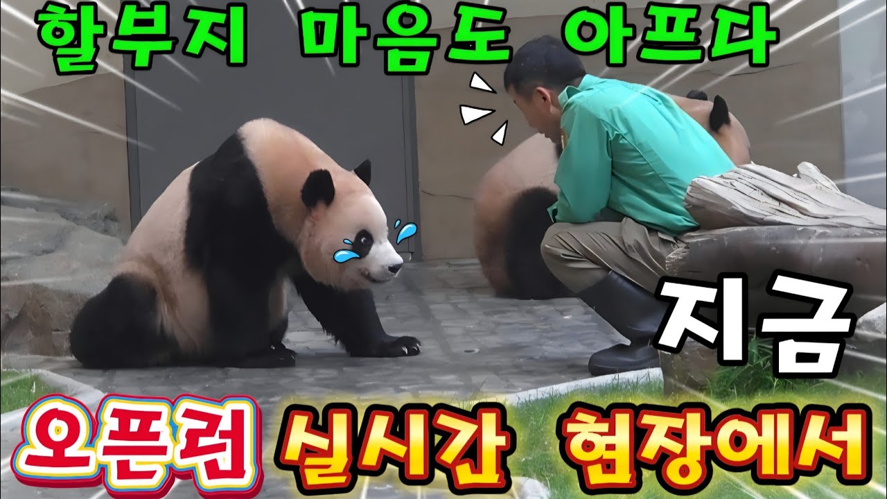 에버랜드 판다월드 10월 5일 오픈런 첫타임 현장에서 루이 후이 잘하고있어 있더라구요 