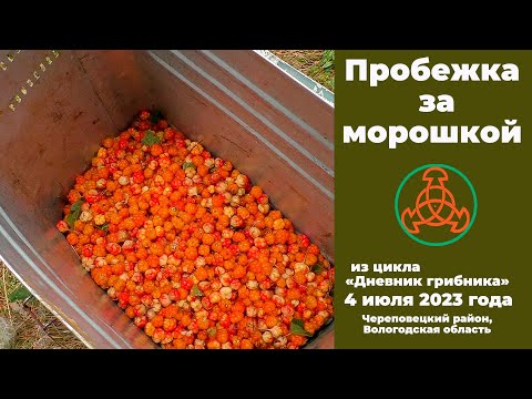 Видео: Пробежка за морошкой. Дневник грибника 4 июля 2023 года.