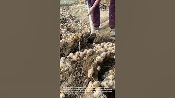 Ginger Harvest: Farmers Dig Up Fresh Roots with Traditional Tools