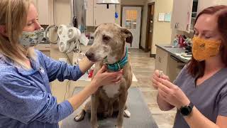 How to Apply Eye Ointment on Dogs