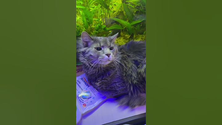 Have you tried the cat? Thanks for subscribing! 🤣