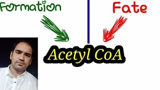 Acetyl Coa Formation And Fate Utilisation Of Acetyl Coa Role Of Acetyl Coa In Metabolism