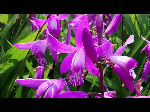 Vidéo: Bletilla