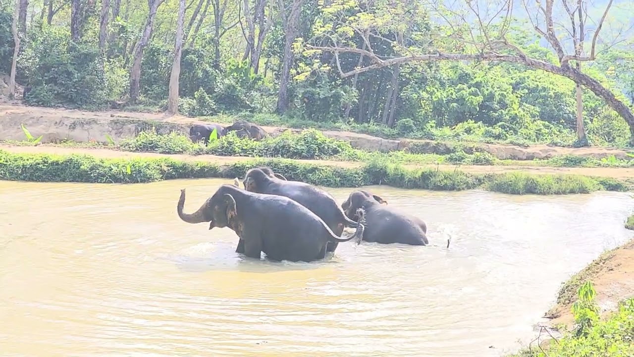 Noisy Playful Elephants at Hidden Forest 