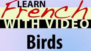 ⁣Learn French with Videos - Birds