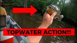 Topwater Redbreast Fishing!(Georgia River)