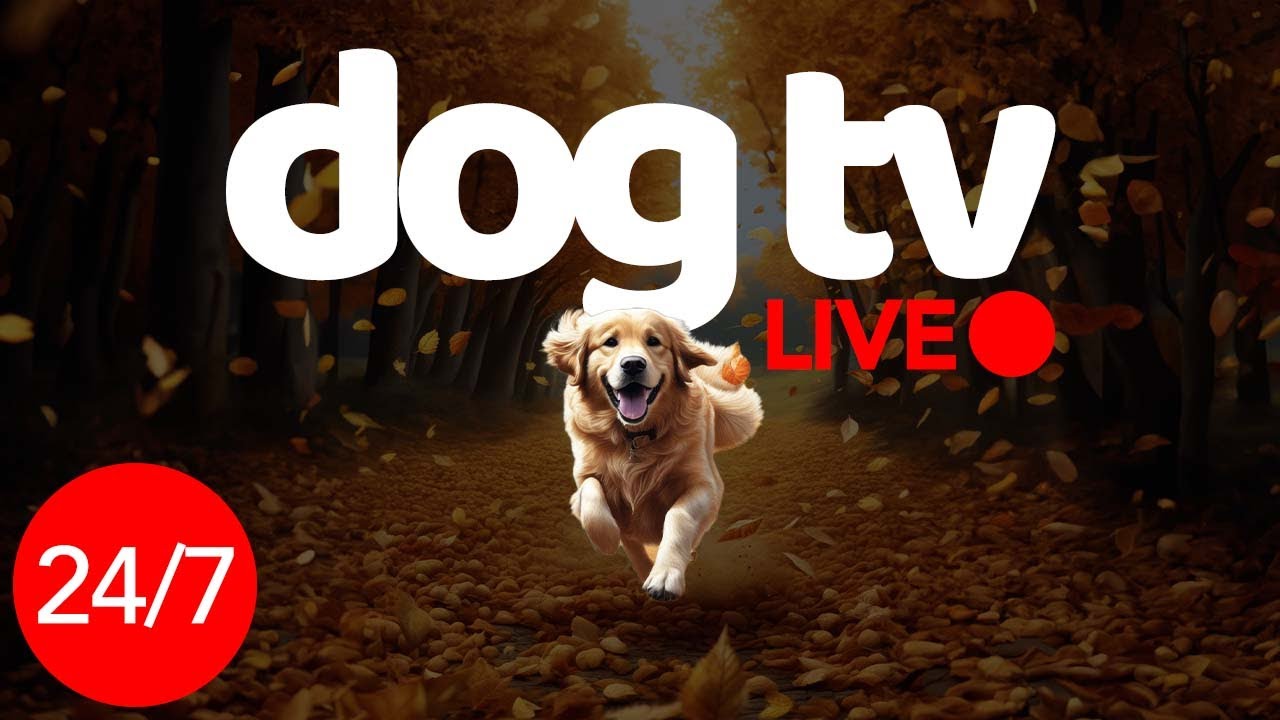 Dog TV - Non-Stop Music & Entertainment For Dogs - 24/7 Dog Entertainment 