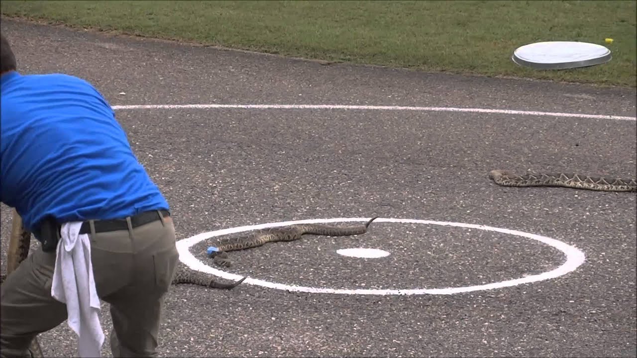 Opp Rattlesnake Rodeo 2015 YouTube