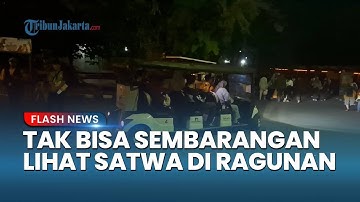 Pengunjung Kaget Tak Bisa Sembarang Lihat Satwa di Wisata Malam Margasatwa Ragunan