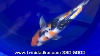 Trinidad Koi- Living Jewels Farm- Gin Rin Showa Shinoda