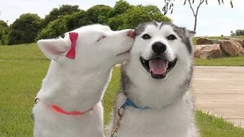 Watch the video about Best Funny Animal Videos 2022 😄 Super Dogs And Cats Reaction Videos 😺 09 AM part 1