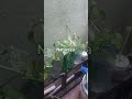Um dia abençoado pra você 🌹 🌹