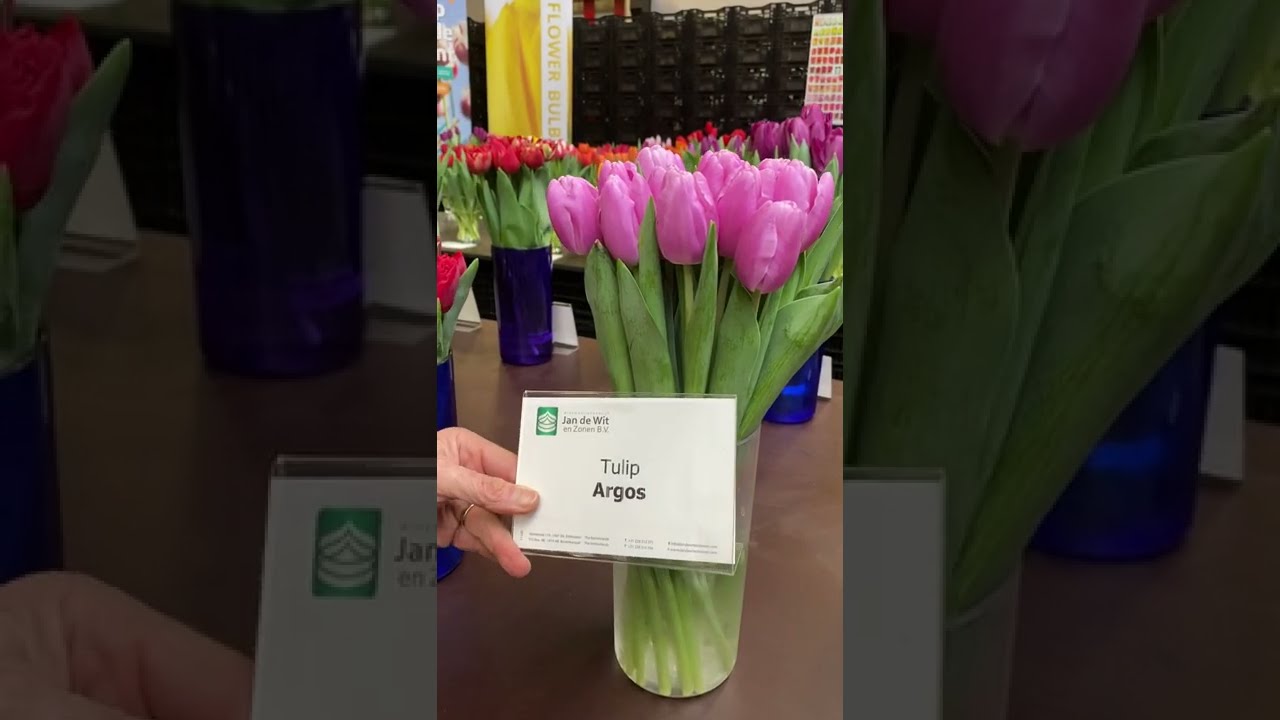 Tulip Flower Power Showroom 27-01-2022