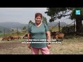How native livestock is reducing the risk of wildfires in Spain's Galicia region • FRANCE 24