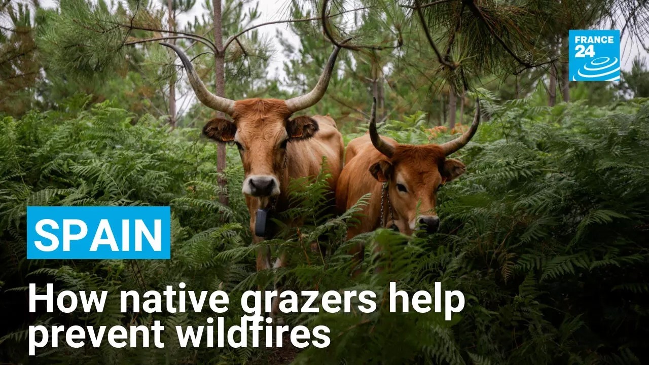 How native livestock is reducing the risk of wildfires in Spain's Galicia region • FRANCE 24