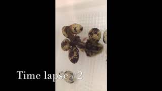Quail hatching including time lapse of hatch process.