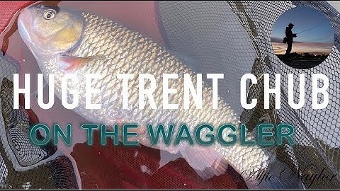 HUGE TRENT CHUB ON THE WAGGLER (Episode4)