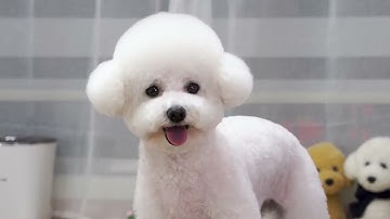 Hướng dẫn cắt tỉa lông chó poodle đơn giản tại nhà - Học nghề cắt tỉa lông chó