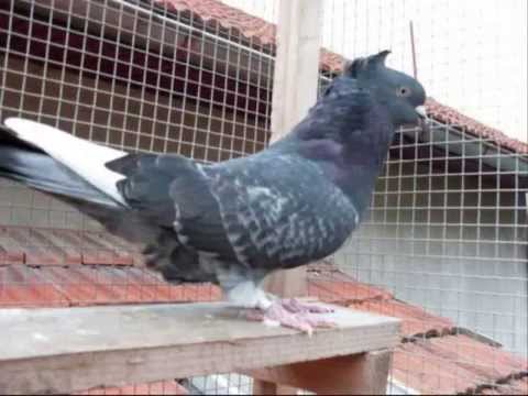 serbian highflyer pigeons www pigeonbreed com youtube budapest high flyers pigeons for sale