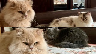 My Cats fighting | Cat Life #cutecat