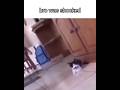 i'm so sorry 😿 #meme #funny #shorts #cat #animals #prank #blikomang #shortsvideo #foryou
