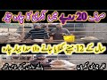 How to make cheap goat fodder at home ll          lldoctor iftikhar