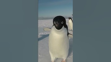 Penguin in Antarctica