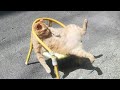 Funny Cat Videos of 2024 😍You Laugh You Lose