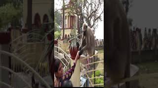 Monkey Attack (Woman-India) #Short