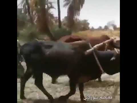 تراث نوبي