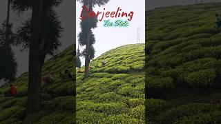 दार्जीलिंग मे खूबसूरत चाय के बागान #shorts #darjeeling #tea #nature #travel