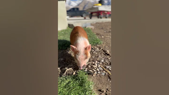 Teacup piglet snorting
