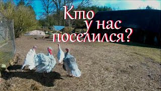 О лисе и других хищниках // Жизнь на хуторе