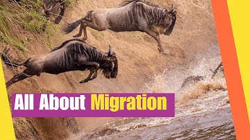 All About Migration for Kids | Learn what it means to migrate and why | Science Lesson