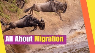 All About Migration for Kids | Learn what it means to migrate and why | Science Lesson
