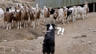 The Reaction of A Sheep-Herding Dog, Border Collie When He Meets Sheep For The First Time?