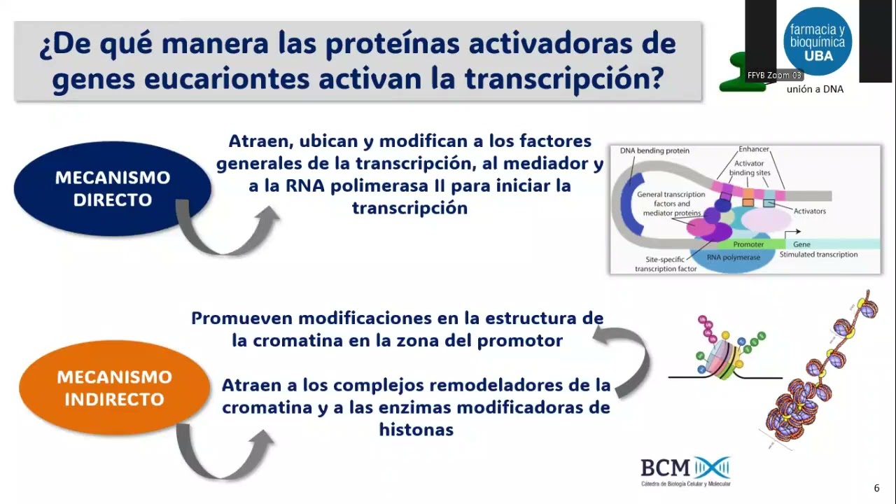 FFyB BCM 2025 | Teórico 12: Regulación de la Expresión Génica Parte II