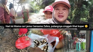 Download Lagu CARI JAMUR SAWIT, LANJUT KE TOKO CARI KOPER BUAT DI PAKE NANTI KE !?, MP3 Download Lagu CARI JAMUR SAWIT, LANJUT KE TOKO CARI KOPER BUAT DI PAKE NANTI KE !?, MP3