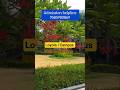 LOYOLA I CAMPUS ENGINEERING COLLEGE#campustour#topengineeringcollege#tamilshorts#virulvideo#cutoff